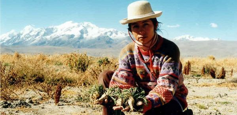 Des racines de maca présentées par une paysane péruvienne